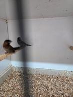 Spitstaartbronze, Meerdere dieren, Tropenvogel