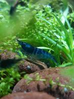 Blauw garnalen (geschikt voor kraanwater), Dieren en Toebehoren, Vissen | Aquariumvissen, Kreeft, Krab of Garnaal, Zoetwatervis