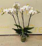 phalaenopsis 85 cm, Ophalen, Zo goed als nieuw