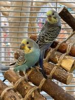 Grasparkiet Baby | Handtam | Jonkies | Div. kleuren, Dieren en Toebehoren, Vogels | Parkieten en Papegaaien, Meerdere dieren, Parkiet