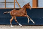 Hengst veulen van sea coast don't touch tiji hero, Dieren en Toebehoren, Paarden, Hengst, Minder dan 160 cm, 0 tot 2 jaar
