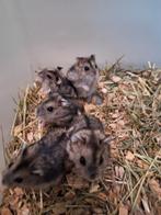 Aangeboden jonge dwerghamsters 6 weken oud, Dieren en Toebehoren, Knaagdieren, Hamster, Juni, Meerdere dieren, Tam