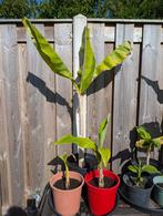 Bananenplant Musa Basjoo (winterhard) & Sikkimensis, Tuin en Terras, Volle zon, Vaste plant, Zomer, Ophalen