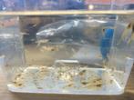 Mini-Japonica garnalen 300+, Dieren en Toebehoren, Vissen | Aquariumvissen, Kreeft, Krab of Garnaal, Zoetwatervis, Schoolvis