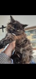 Maine coon girl, Poes, Ontwormd, 0 tot 2 jaar