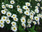 Vaste plant:  Witte Margrieten 2 euro, Vaste plant, Halfschaduw, Zomer, Ophalen