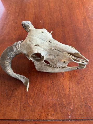 Schedel van een Schaap/Ram beschikbaar voor biedingen