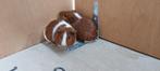 Te koop cavia's, Dieren en Toebehoren, Knaagdieren, Juni, Meerdere dieren, Cavia