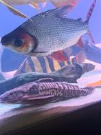 Irwini catfish 45 cm, Dieren en Toebehoren, Vissen | Aquariumvissen, Vis