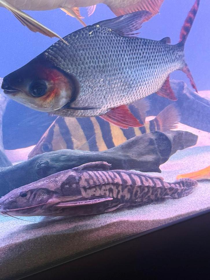 Irwini catfish 45 cm, Dieren en Toebehoren, Vissen | Aquariumvissen, Vis