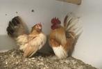 1-1 Serama krielen, Dieren en Toebehoren, Pluimvee, Meerdere dieren, Kip