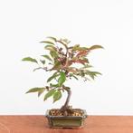 Bonsai Malus, In pot, Halfschaduw, Lente, Minder dan 100 cm