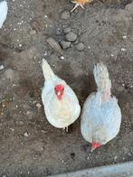 Schijndelaar kippen en haan, Dieren en Toebehoren, Pluimvee, Meerdere dieren, Kip