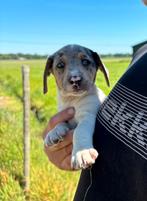 Jack russel pups, Jack Russell Terriër, 8 tot 15 weken, Meerdere, Meerdere dieren