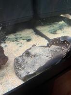 Motoro rog pup, Dieren en Toebehoren, Vissen | Aquariumvissen, Vis