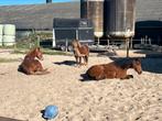 Pensionstalling 24/7 met uitloop voor pony, Dieren en Toebehoren, Stalling en Weidegang, Weidegang, 1 paard of pony