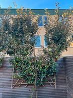Olijfwilg (Elaeagnus Enbingei), Tuin en Terras, Planten | Bomen, Ophalen of Verzenden, Halfschaduw, Olijfboom, 250 tot 400 cm