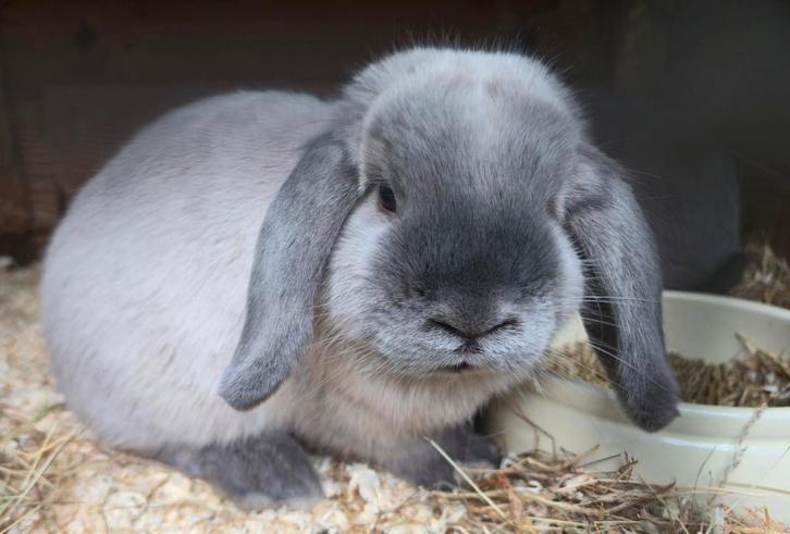 TRIO Nederlandse hangoor dwergjes, Dieren en Toebehoren, Konijnen, Dwerg, Meerdere dieren, 0 tot 2 jaar, Hangoor