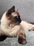 Siamese kater, Dieren en Toebehoren, Kater