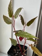 Begonia Taiwaniana, Overige soorten, In pot, Minder dan 100 cm, Groene kamerplant