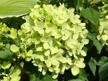 Laagblijvende rijkbloeiende pluimhortensia Little Lime beschikbaar voor biedingen