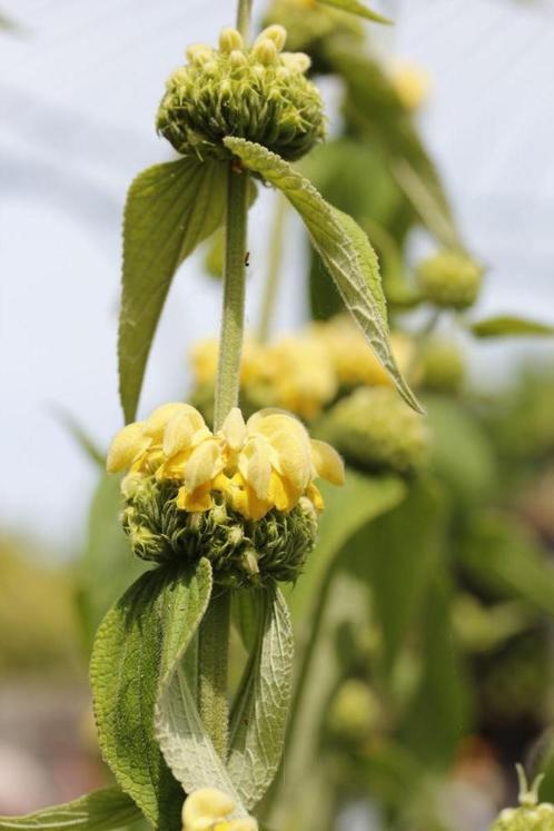 Brandkruid, Tuin en Terras, Planten | Tuinplanten, Vaste plant, Overige soorten, Volle zon, Zomer, Ophalen of Verzenden