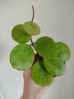 Hoya obovata, Ophalen, Volle zon, Minder dan 100 cm