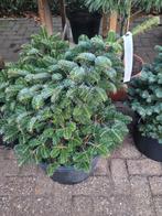 Abies nordm dobrohovice dwerg abies, Ophalen, Overige soorten, Struik, Minder dan 100 cm