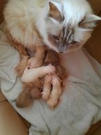 Ragdoll/cherubim kittens met stamboom, Dieren en Toebehoren, Katten en Kittens | Raskatten | Langhaar, Kater, Gechipt, 0 tot 2 jaar