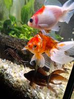 Aquarium vissen af te halen voor 27 juni, Dieren en Toebehoren, Vissen | Aquariumvissen, Vis