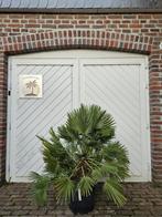 AANBIEDING: WINTERHARDE CHAMAEROPS HUMILIS & VULCANO PALMEN, In pot, Halfschaduw, Ophalen of Verzenden, 100 tot 250 cm