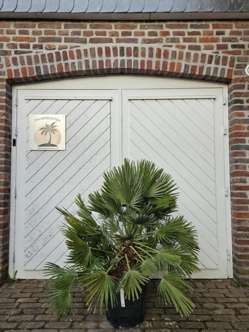 AANBIEDING: WINTERHARDE CHAMAEROPS HUMILIS & VULCANO PALMEN, Tuin en Terras, Planten | Bomen, Palmboom, 100 tot 250 cm, Halfschaduw
