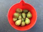 Conference peren,zijn heerlijk van smaak en vers van de boom, Ophalen