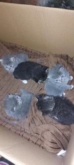 Lieve kittens, half Main Coon x Britse korthaar, Dieren en Toebehoren, Katten en Kittens | Raskatten | Langhaar, Meerdere dieren