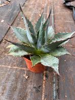 Agave parrassana, Ophalen of Verzenden, Overige soorten, Volle zon