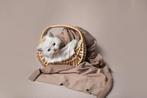 Brits Korthaar Kittens, Meerdere dieren, Gechipt, 0 tot 2 jaar
