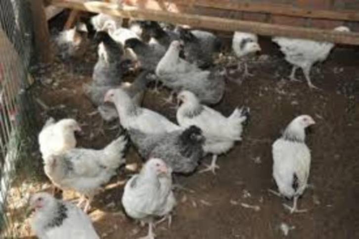 Sussex Columbia kippen., Dieren en Toebehoren, Pluimvee, Kip, Vrouwelijk