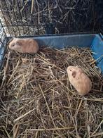 Jonge cavia zeugjes, Dieren en Toebehoren, Cavia, Vrouwelijk, Januari, Tam