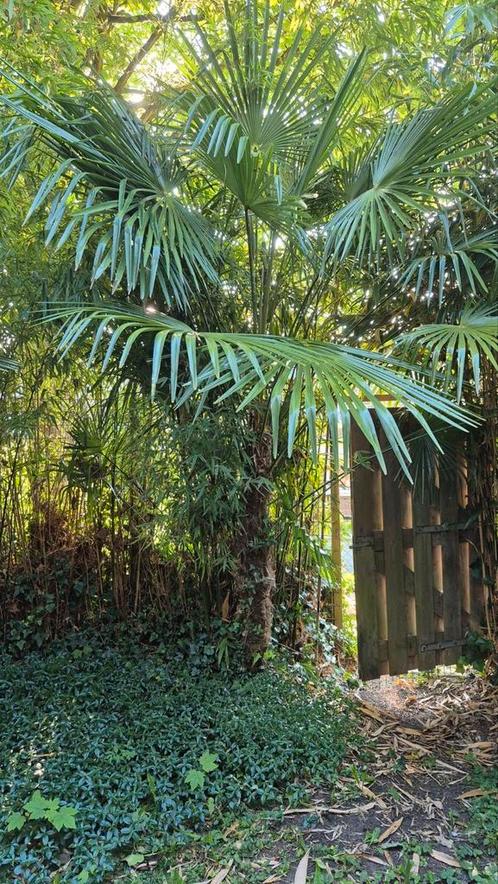 Trachycarpus fortunei, Chinese waaierpalm / henneppalm, Tuin en Terras, Planten | Bomen, Palmboom, 100 tot 250 cm, Volle zon, Lente