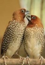 Aanbieidng Prachtige Koppels Muskaatvinken, Meerdere dieren