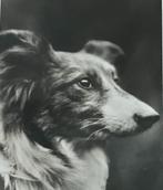 duitsland 1910 portret hond schotse collie echte fotokaart, Overige thema's, Ongelopen, Voor 1920, Verzenden