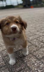 Toller kruising, Dieren en Toebehoren, Honden | Niet-rashonden, CDV (hondenziekte), 8 tot 15 weken, Meerdere, Meerdere dieren