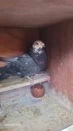 Valaciano doffer, Mannelijk, Kropper