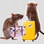 Rattenoppas omgeving Apeldoorn, Dieren en Toebehoren, Ophalen, Nieuw, Verzorging