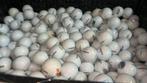 100 Stuks Pinnacle Rush Golfballen, Ophalen of Verzenden, Nieuw, Bal(len), Overige merken