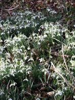 Sneeuwklokjes, witte bloemen, voorjaarsbloeier, Overige soorten, Vaste plant, Ophalen of Verzenden, Halfschaduw