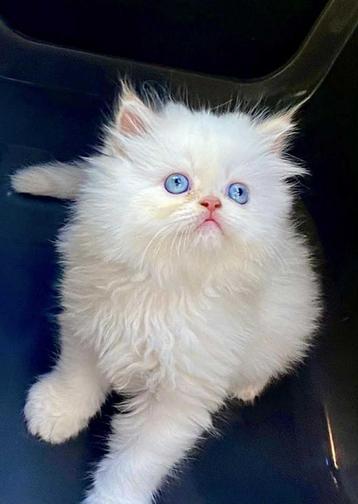 Lieve himalaya langhaar kittens beschikbaar voor biedingen