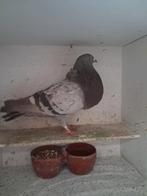 Isabel Duif., Dieren en Toebehoren, Vrouwelijk, Kropper