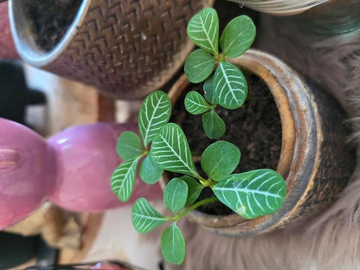 Te koop: Jonge Madagascar jewel, Huis en Inrichting, Kamerplanten, Minder dan 100 cm, Halfschaduw, Ophalen of Verzenden