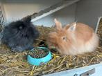Konijnen 2 stuks, Dieren en Toebehoren, Konijnen, Meerdere dieren